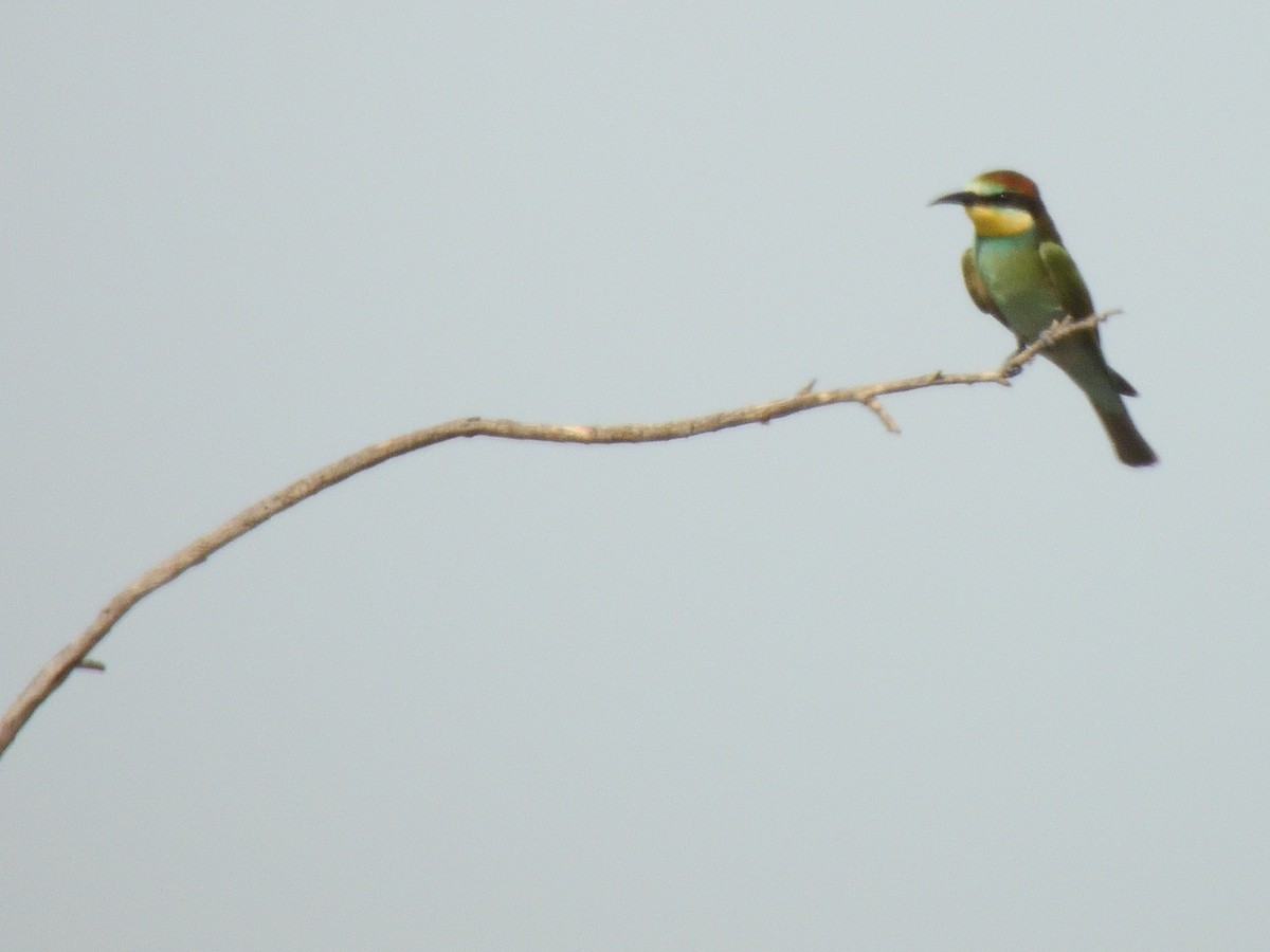 European Bee-eater - ML622379632