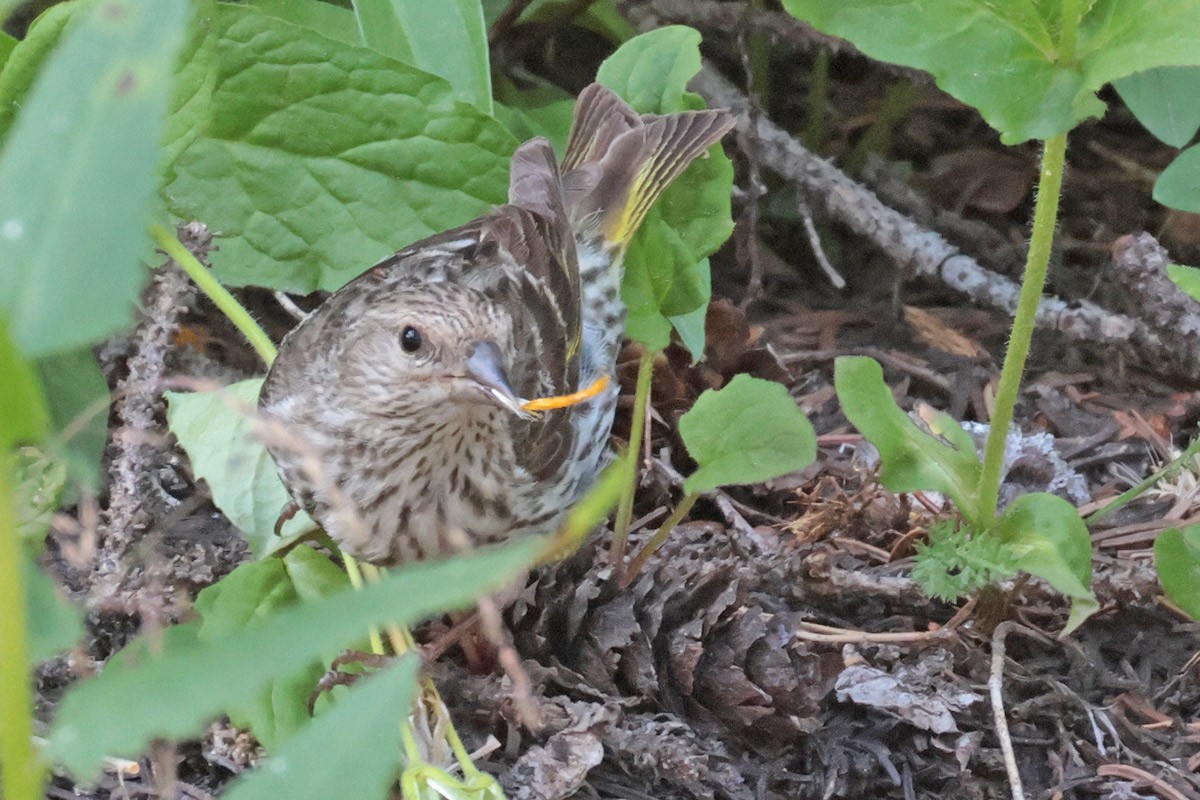 Pine Siskin - ML622379635