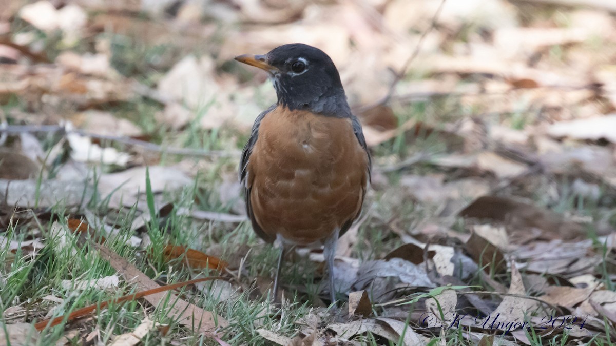 American Robin - ML622379674