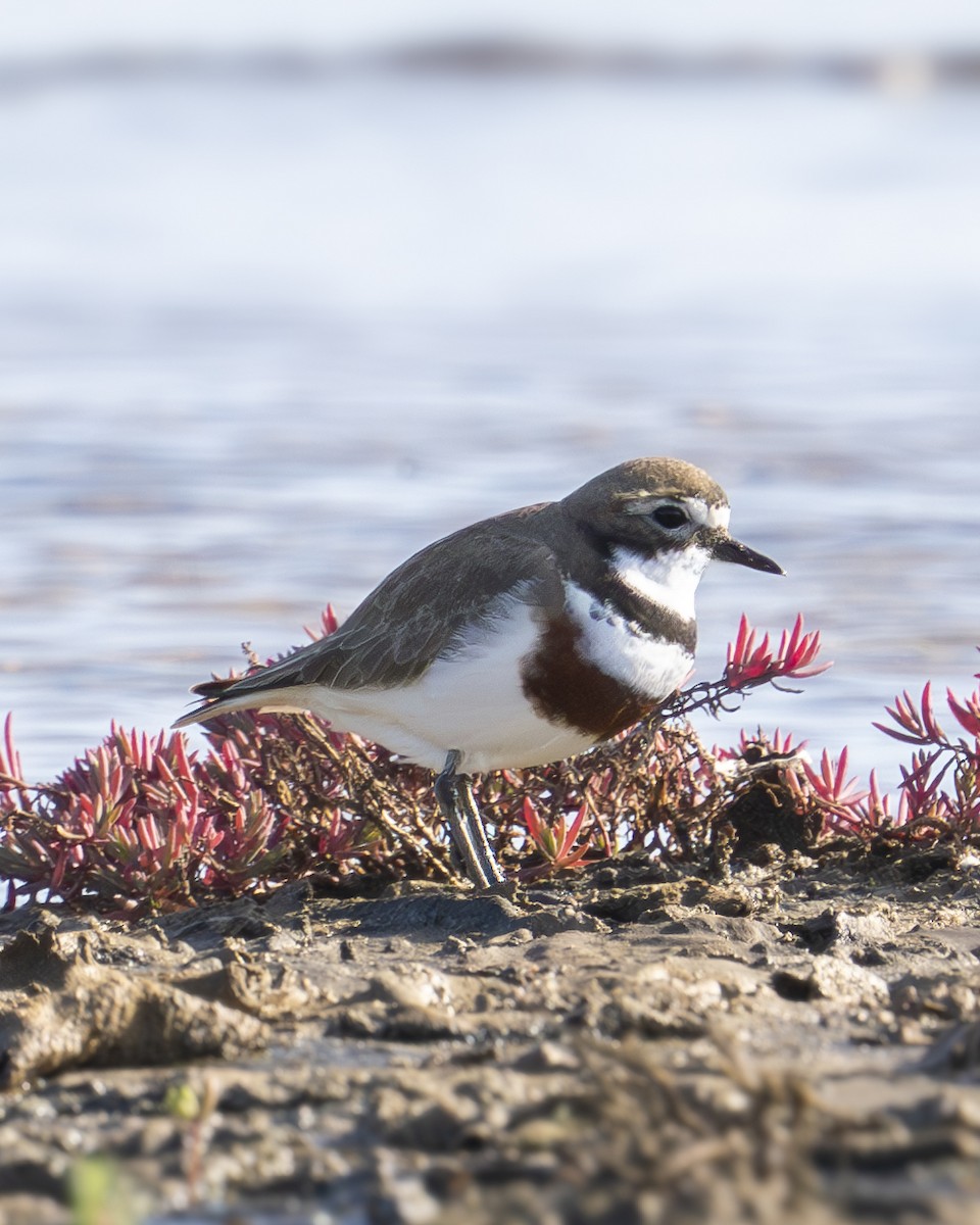 Double-banded Plover - ML622379707