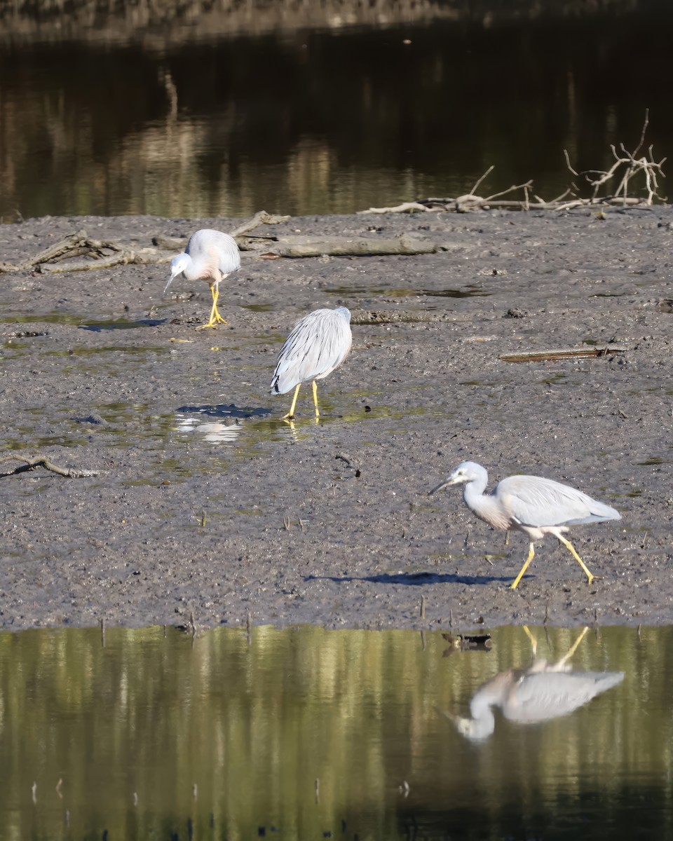 White-faced Heron - ML622379732