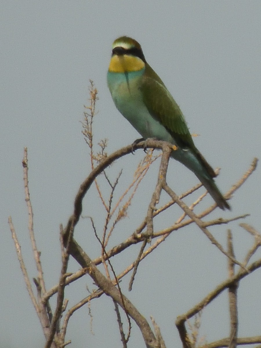 European Bee-eater - ML622379734