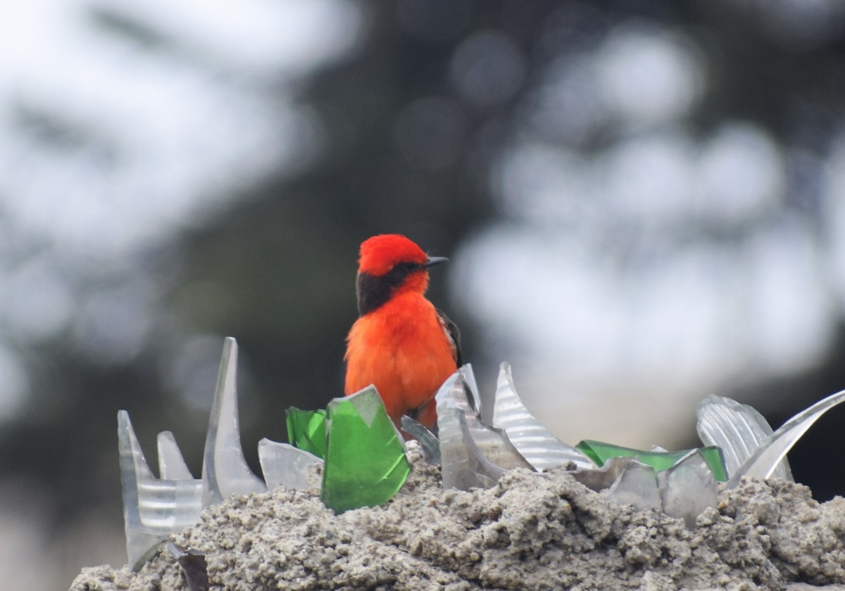 Vermilion Flycatcher (obscurus Group) - ML622379739