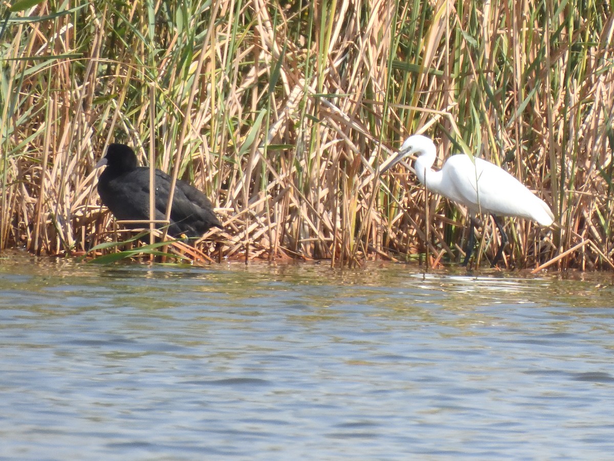 Eurasian Coot - ML622379752