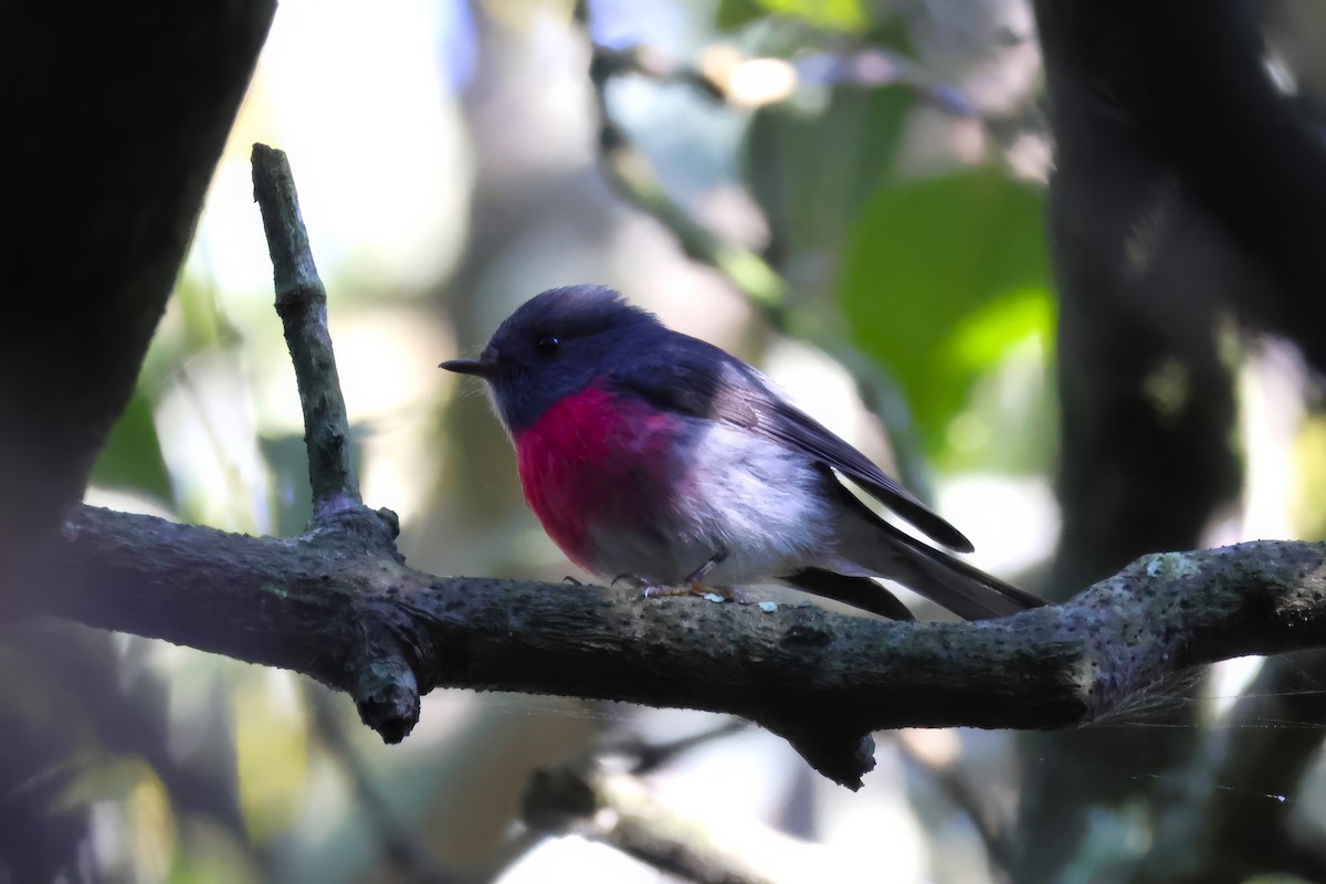 Rose Robin - Heather Williams