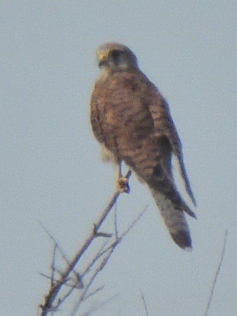 Eurasian Kestrel - ML622379771