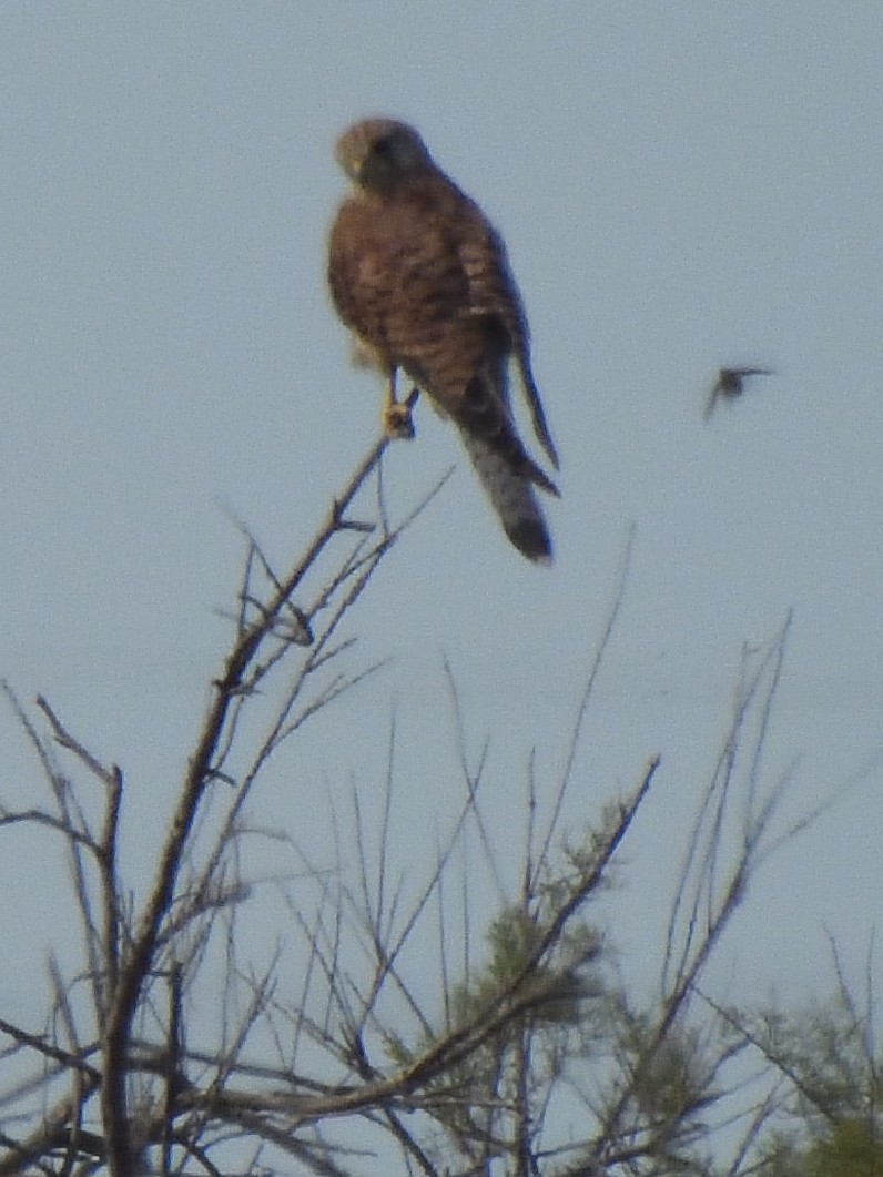 Eurasian Kestrel - ML622379772