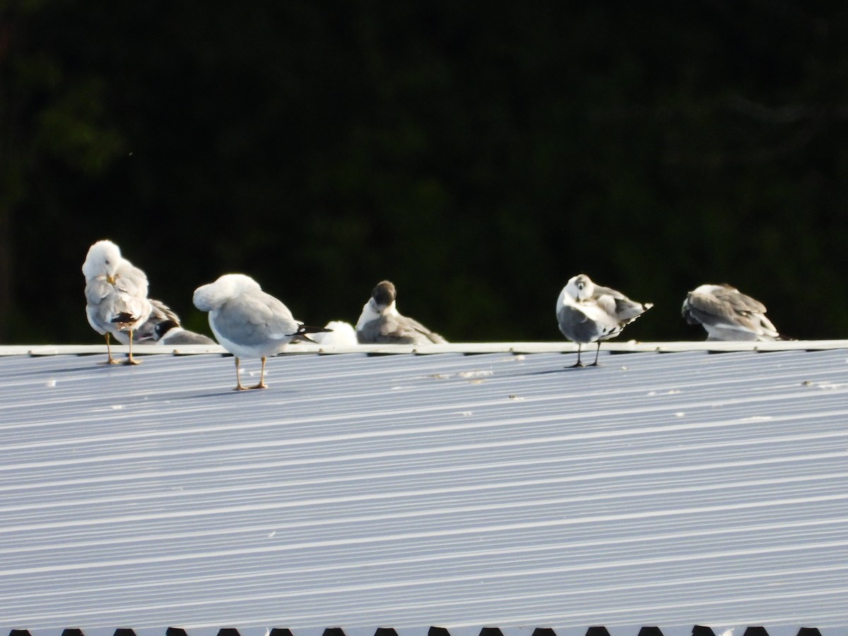 Franklin's Gull - ML622379777