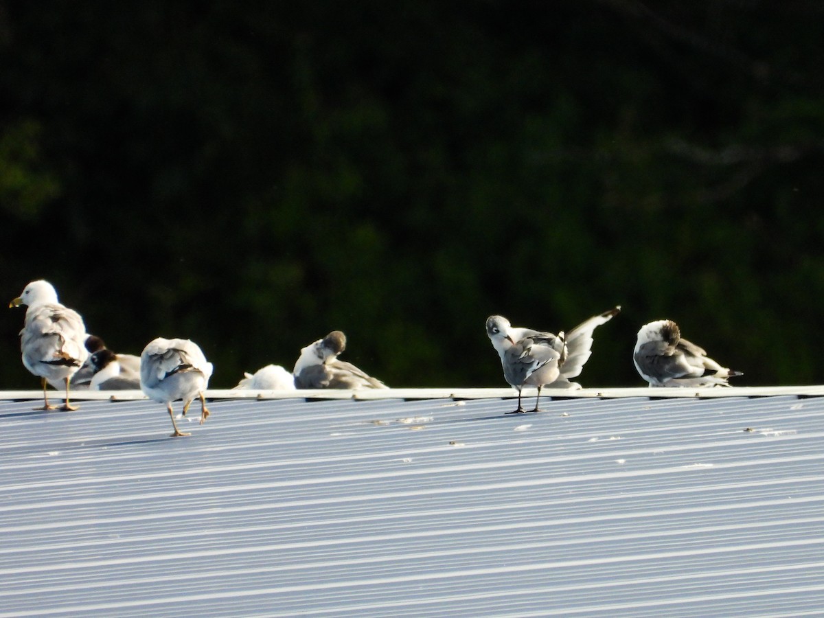 Franklin's Gull - ML622379781