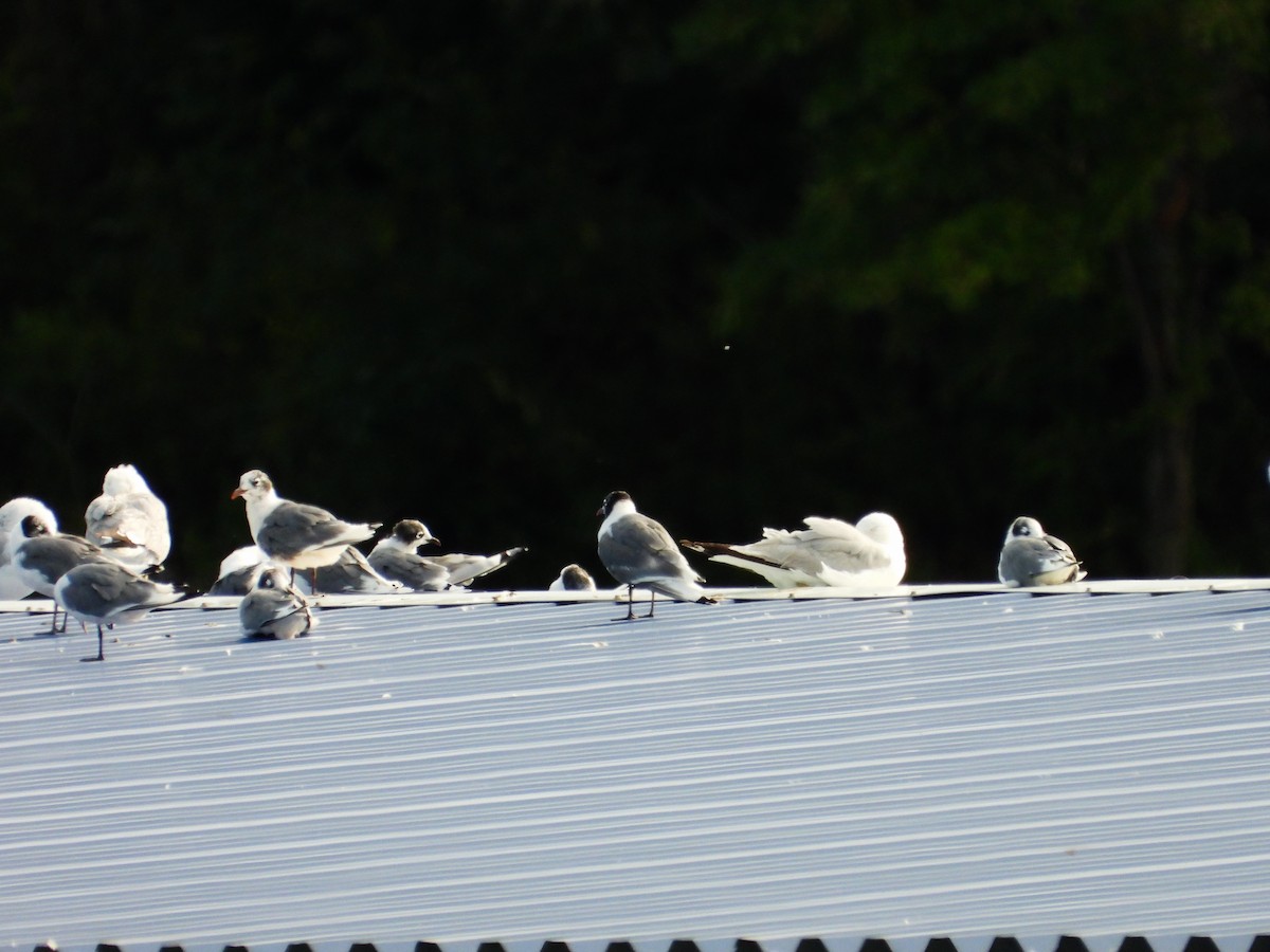 Franklin's Gull - ML622379786