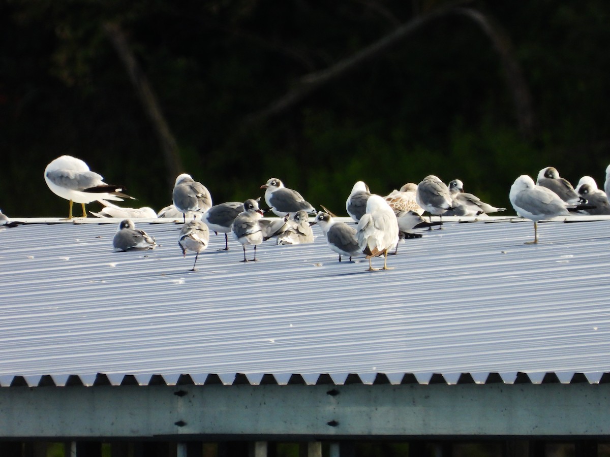 Franklin's Gull - ML622379789