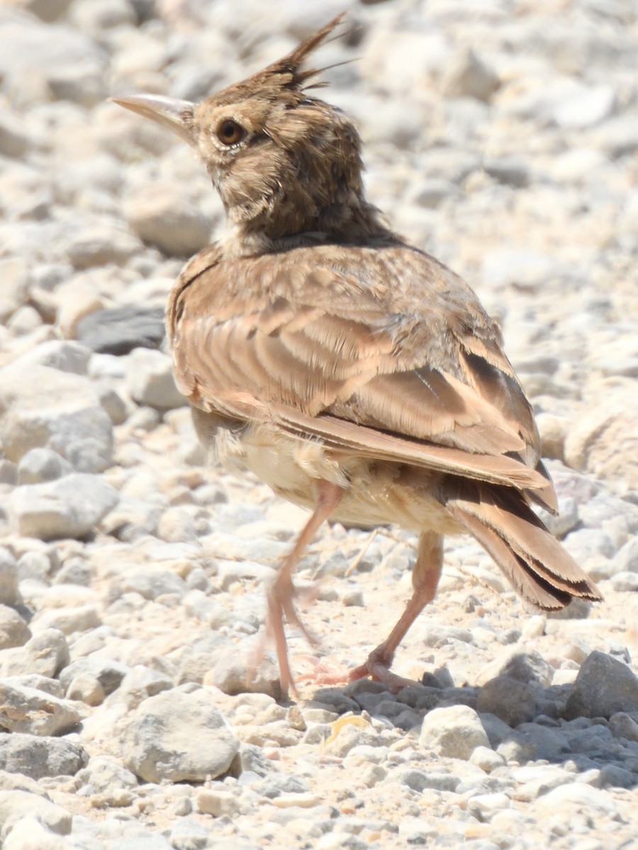 Crested Lark - ML622379794