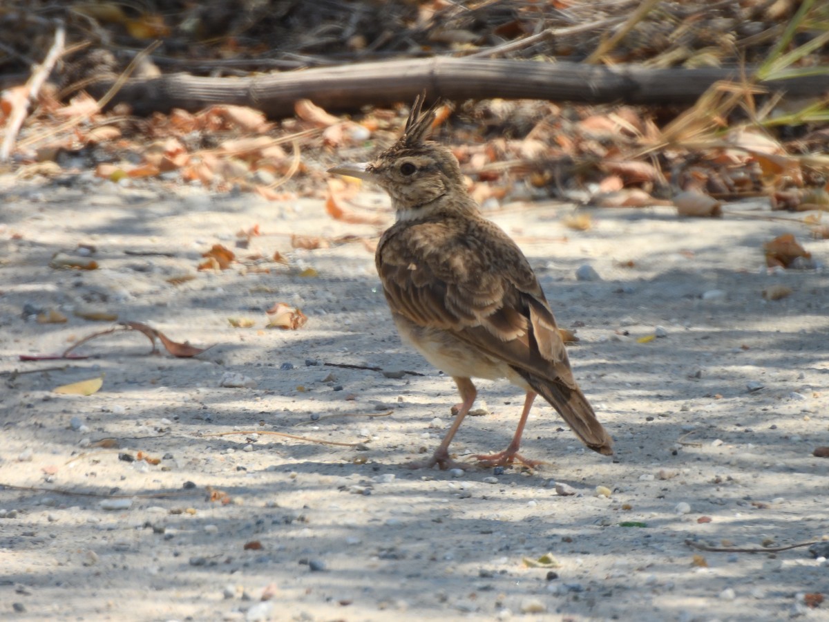 Crested Lark - ML622379795