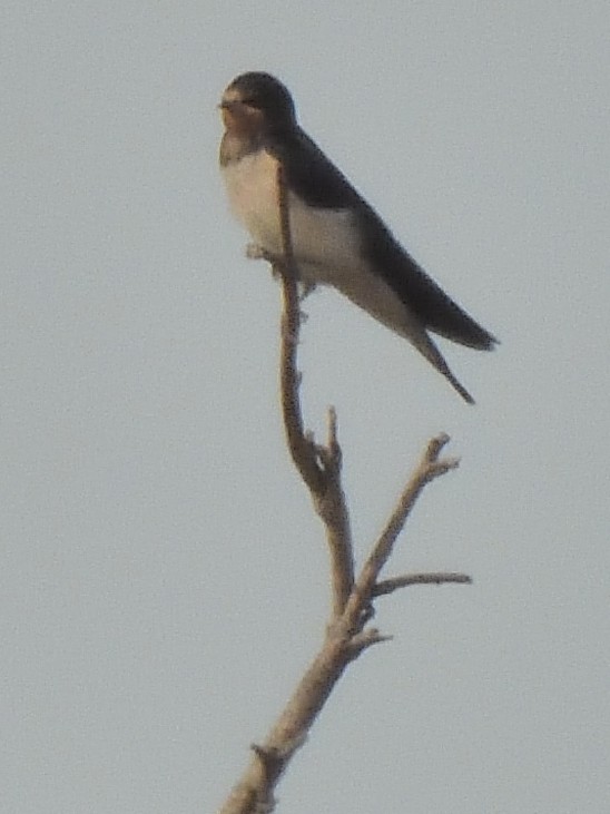 Barn Swallow - ML622379798