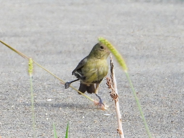 Painted Bunting - ML622379800