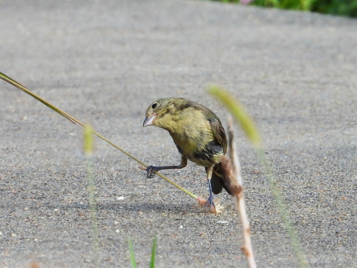 Painted Bunting - ML622379802