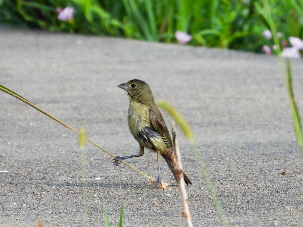 Painted Bunting - ML622379804