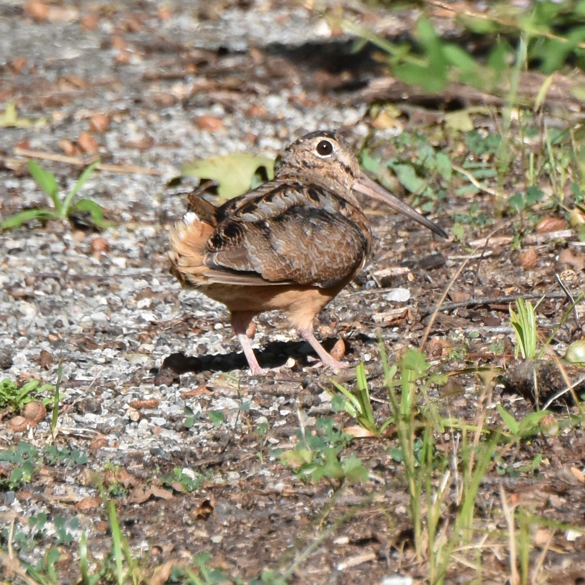 American Woodcock - ML622379806