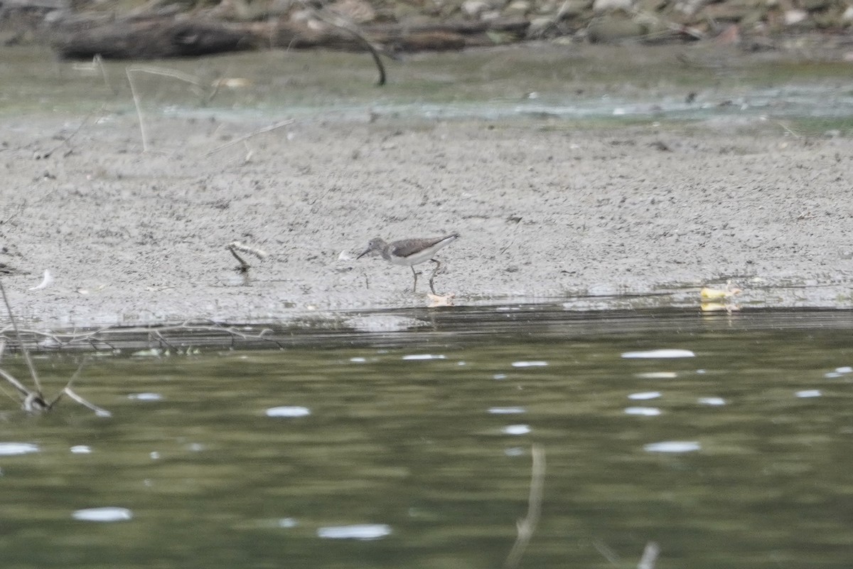 Solitary Sandpiper - ML622379918