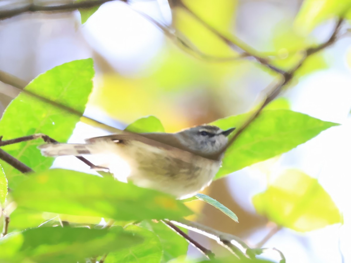 Brown Gerygone - ML622379926