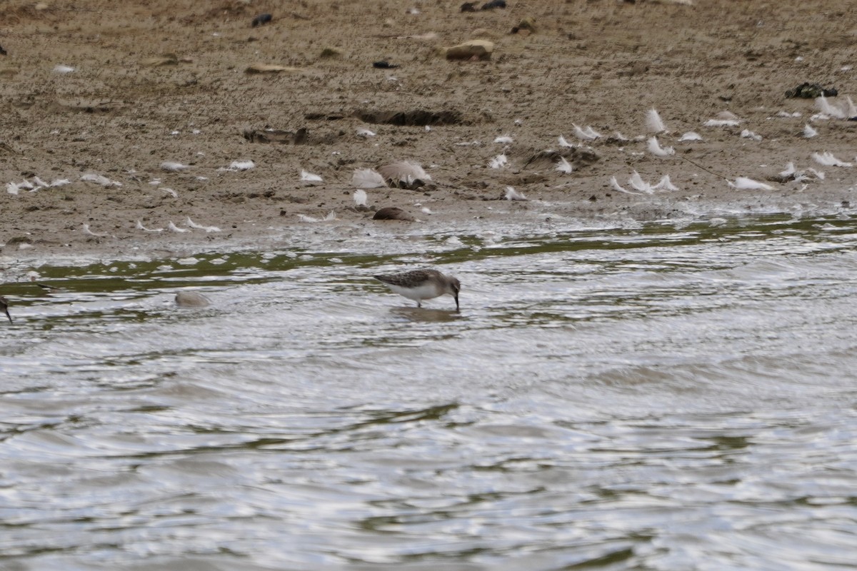 Semipalmated Sandpiper - ML622379957