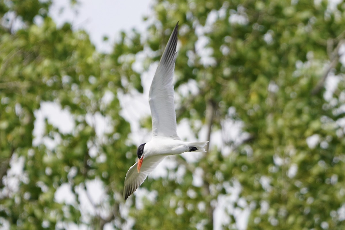 Морин хараалай - ML622379966