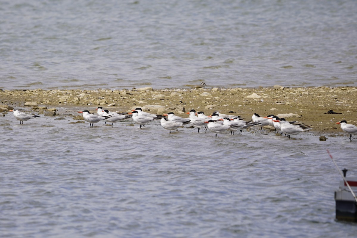 Морин хараалай - ML622379967