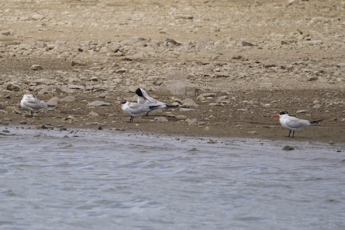 Морин хараалай - ML622379968