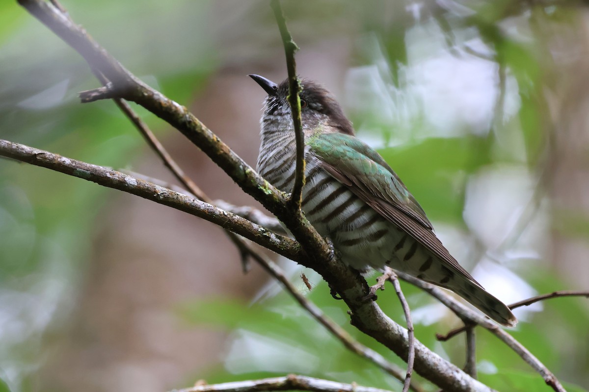 kukačka blýskavá (ssp. plagosus) - ML622380013