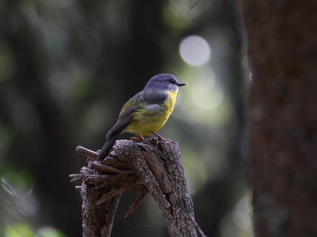 Eastern Yellow Robin - ML622380023