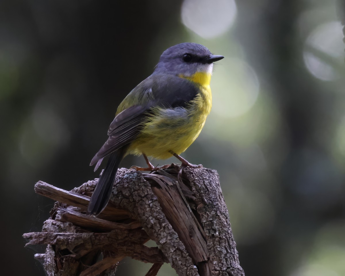 Eastern Yellow Robin - ML622380024