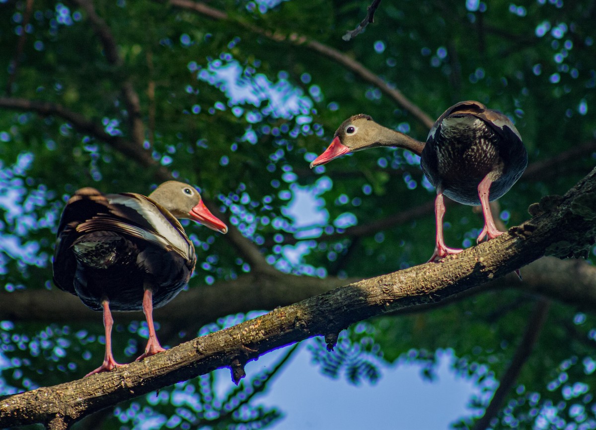 Black-bellied Whistling-Duck - ML622380086