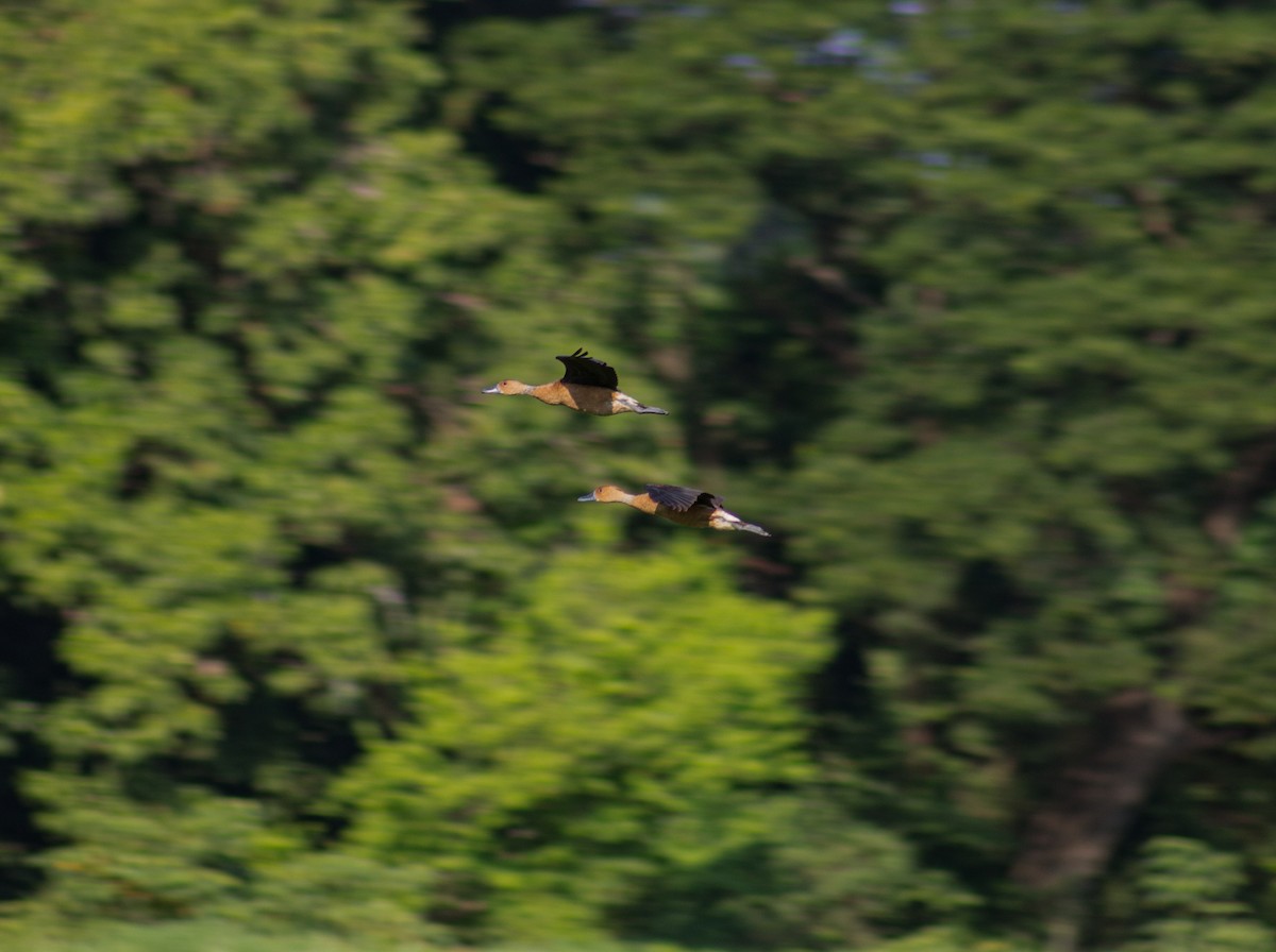 Fulvous Whistling-Duck - ML622380096