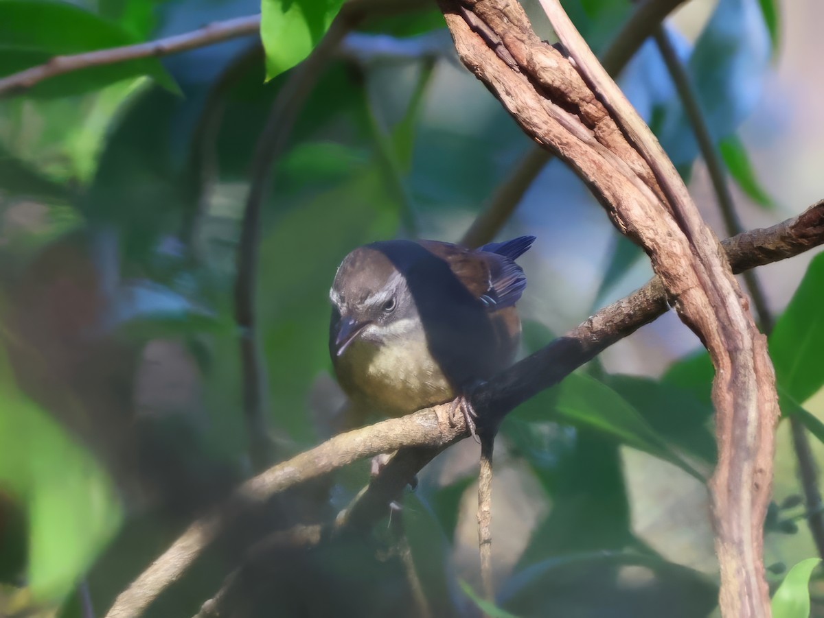 White-browed Scrubwren - Heather Williams