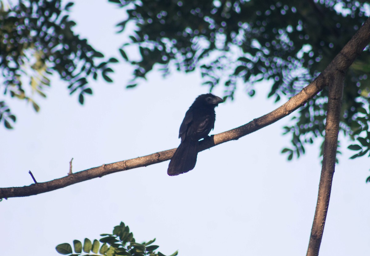 Groove-billed Ani - ML622380113