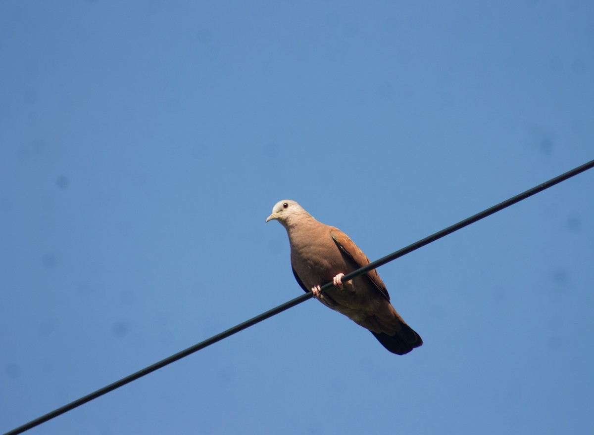 Ruddy Ground Dove - ML622380127