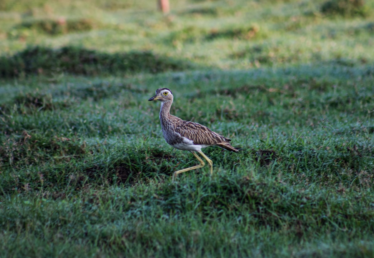 Double-striped Thick-knee - ML622380146