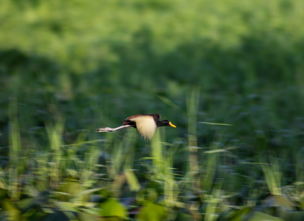 Northern Jacana - ML622380160