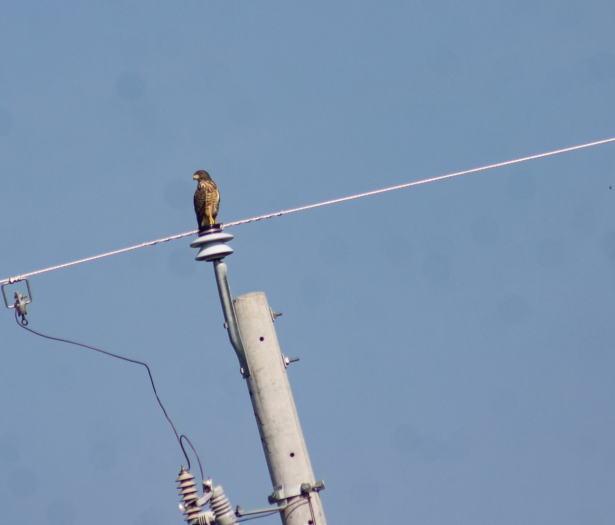 Roadside Hawk - ML622380168