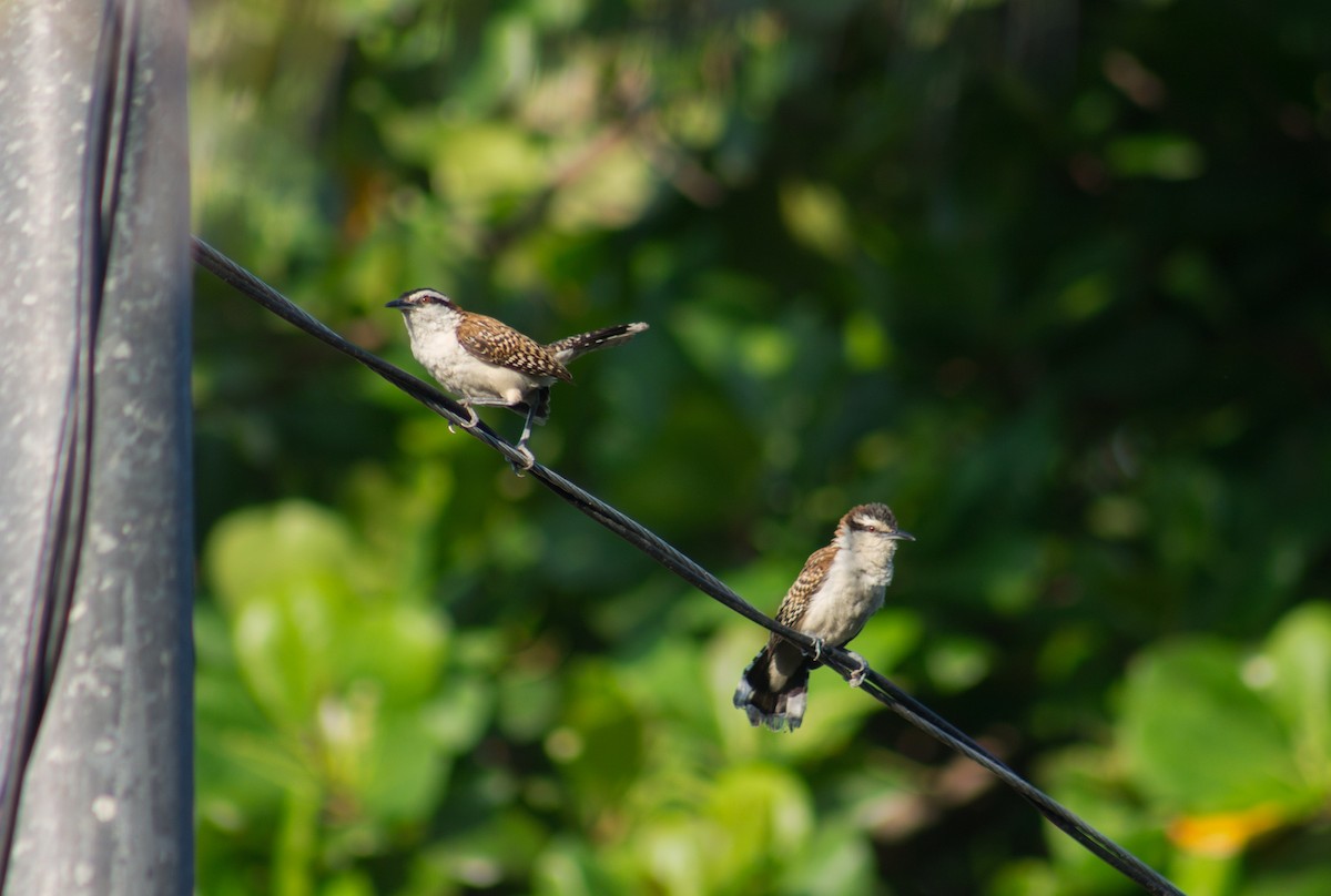 Rufous-naped Wren - ML622380195