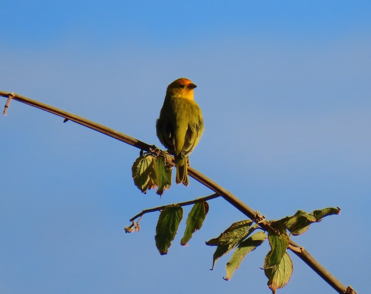 Saffron Finch (Saffron) - ML622380197