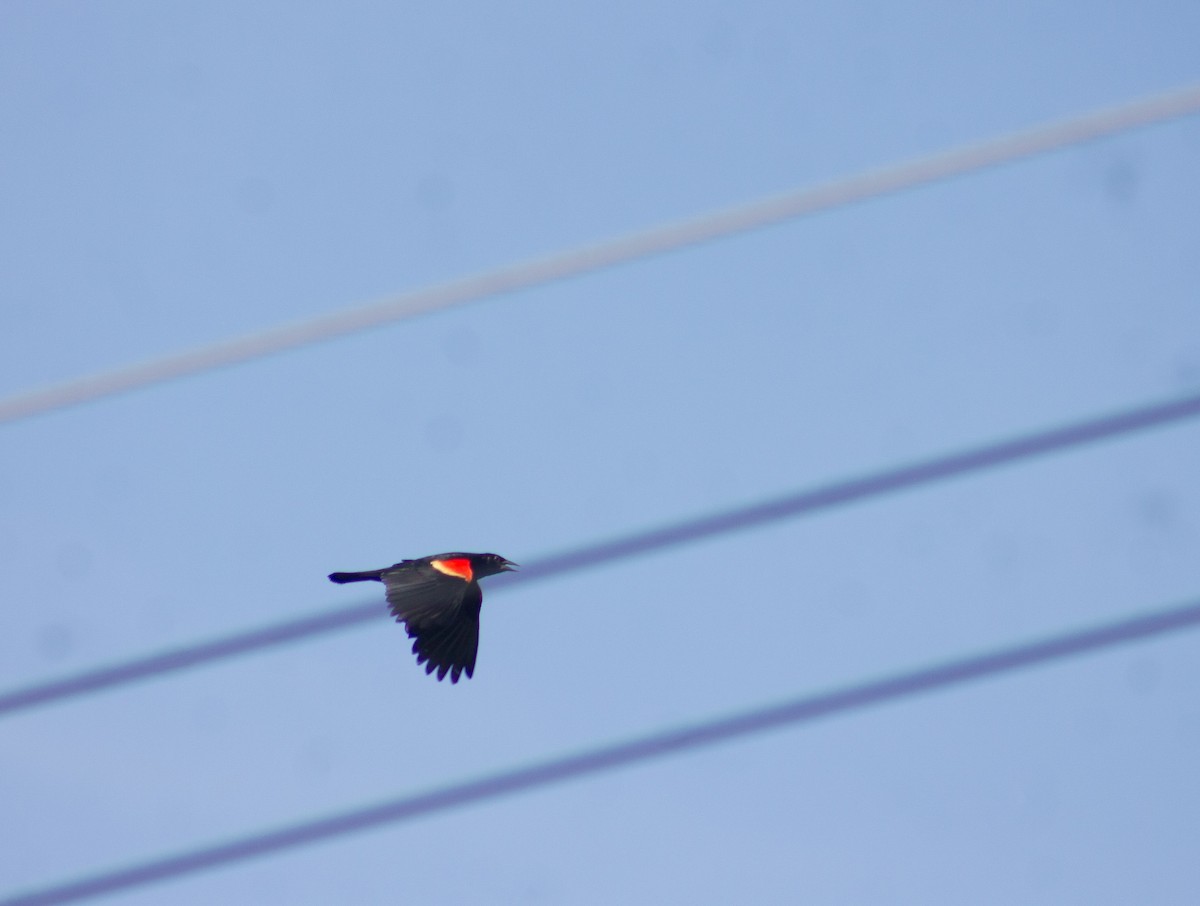 Red-winged Blackbird - ML622380205