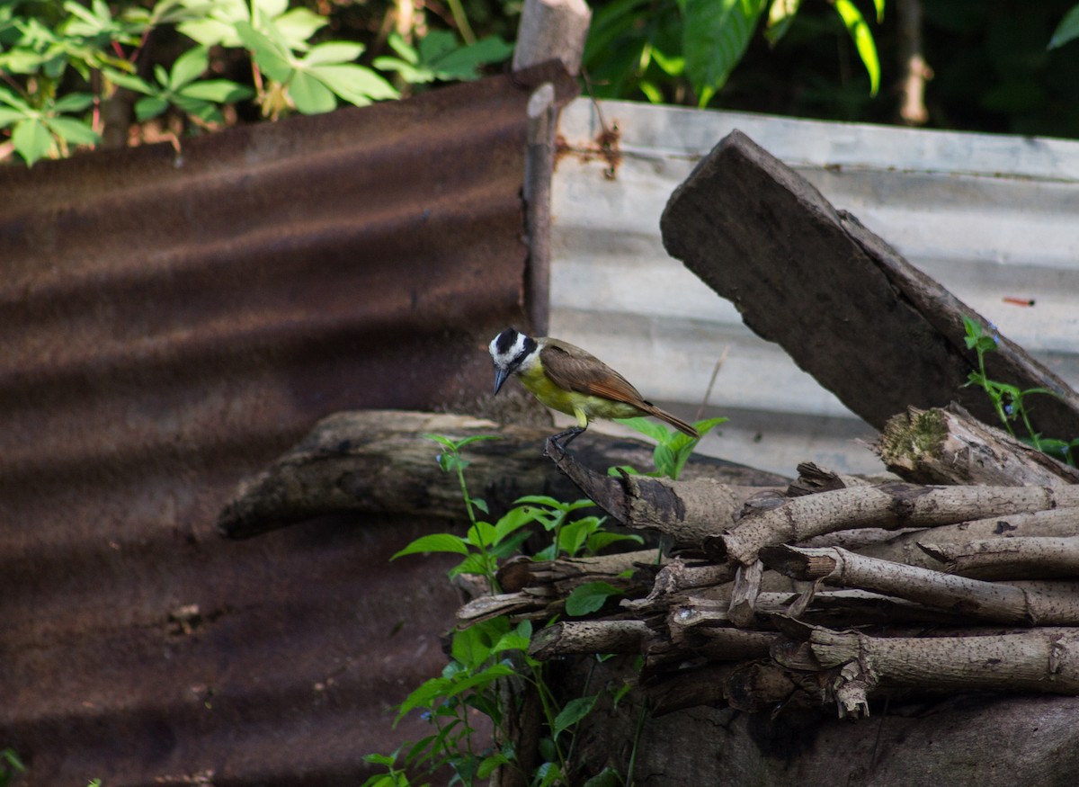 Great Kiskadee - ML622380254