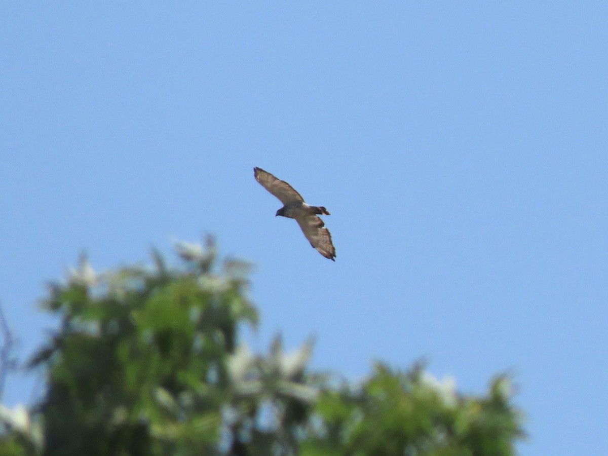 Broad-winged Hawk - ML622380310