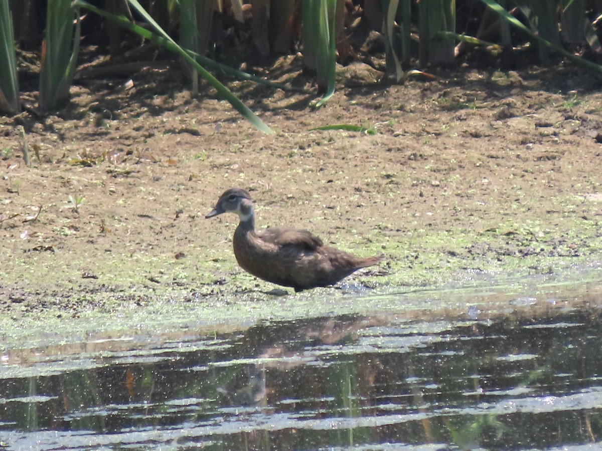 Wood Duck - ML622380312