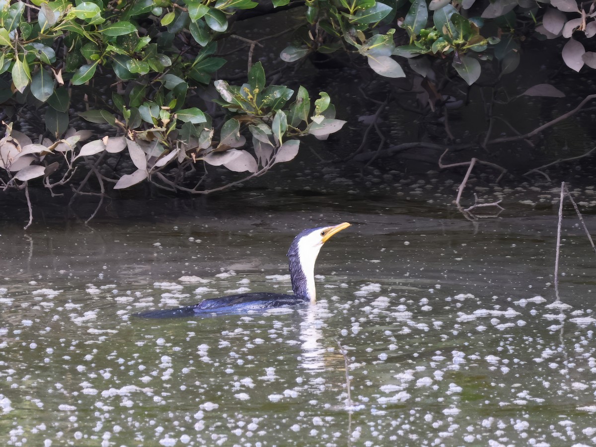 Little Pied Cormorant - ML622380335