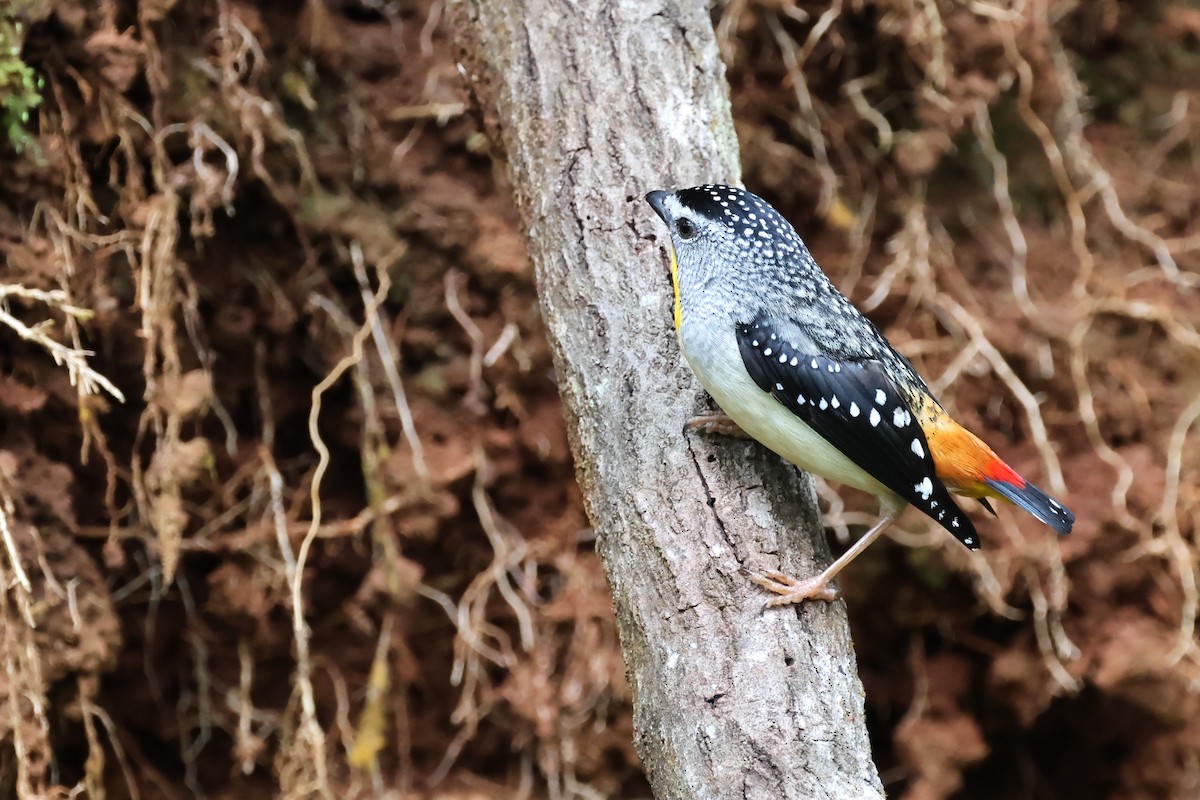 Fleckenpanthervogel (millitaris) - ML622380350