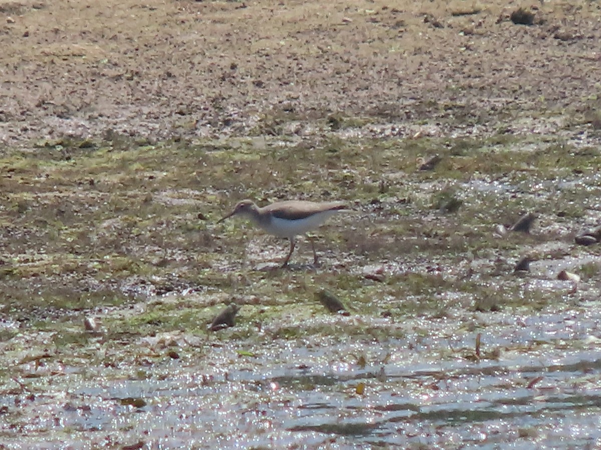 Spotted Sandpiper - ML622380360