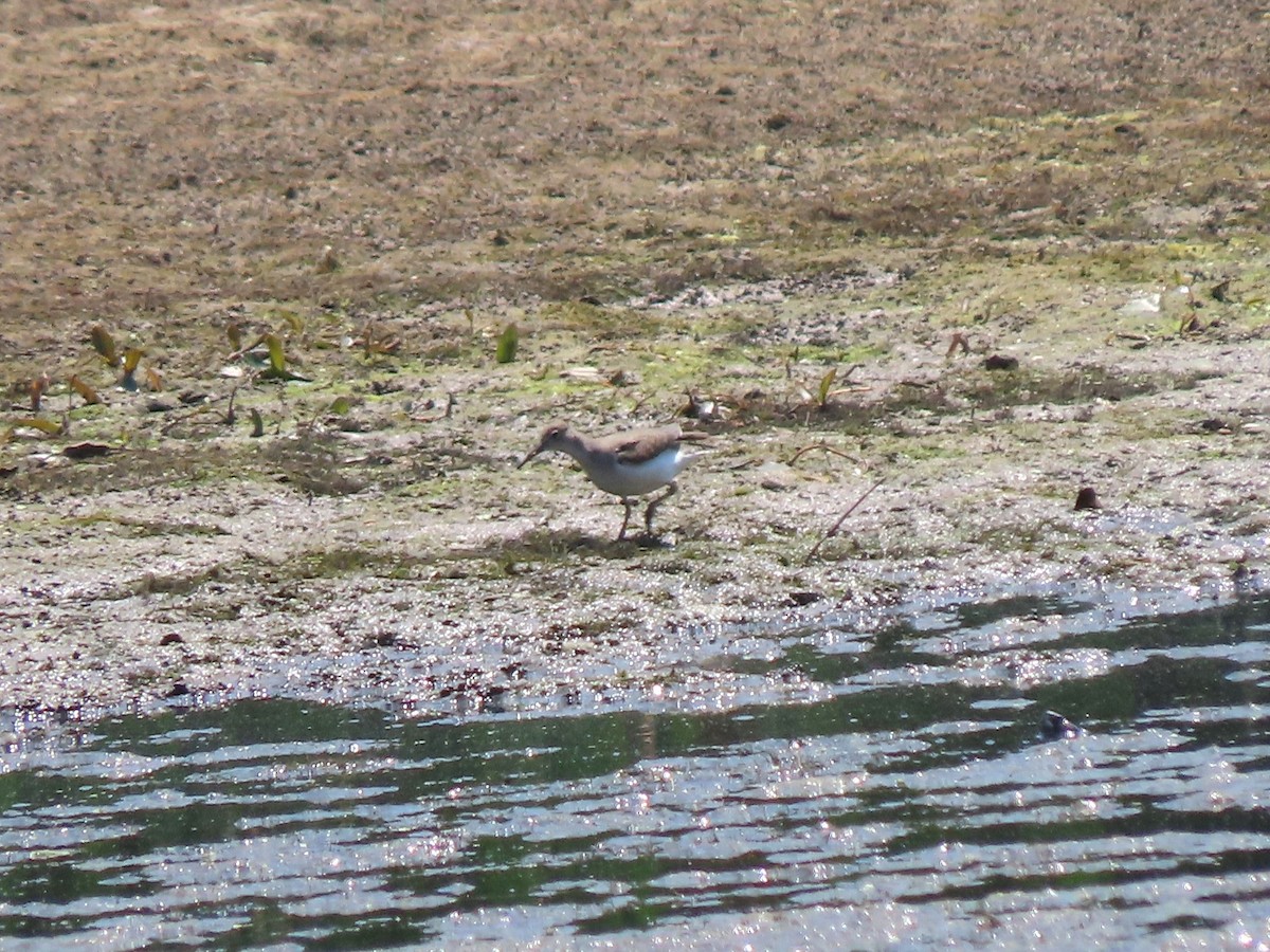 Spotted Sandpiper - ML622380389