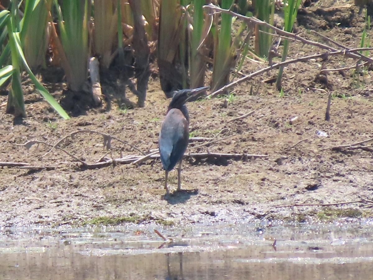 Green Heron - ML622380412